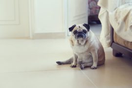 犬の体重管理は大切