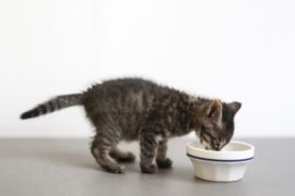 愛猫のための素材にこだわったフード選び