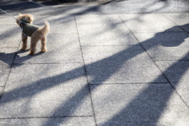お散歩中のわんちゃん