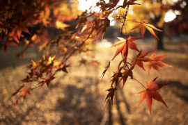 紅葉