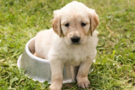 愛犬が元気に過ごすために